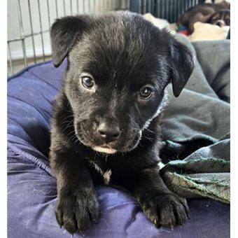 Adopt | Rocky Mountain Animal Rescue